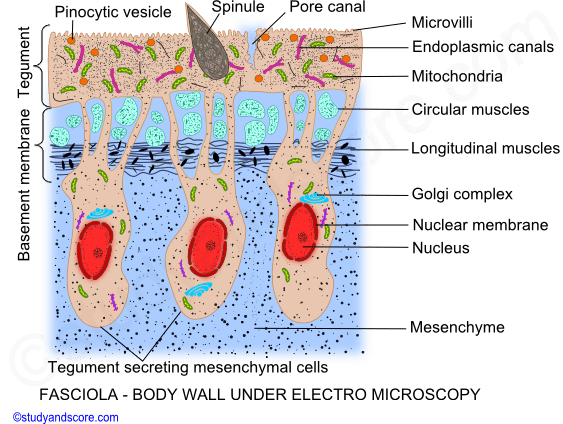 Fasciola hepatica, body wall, musculature, mesenchyma, basement membrane, tegument 